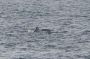 Baja05 - 010 * Sperm whale diving. They do not have flashy surface behavior like Humpback whales do.